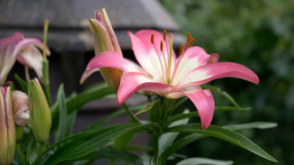 庭のユリの花の選択的な焦点ショット — ストック写真