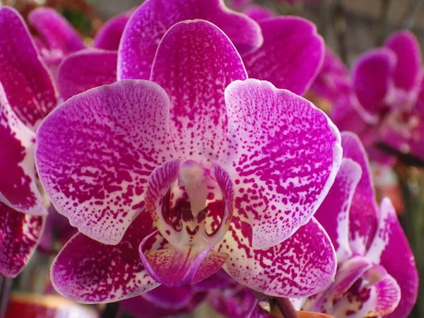 Tiro Close Umas Flores Bonitas Orchid — Fotografia de Stock
