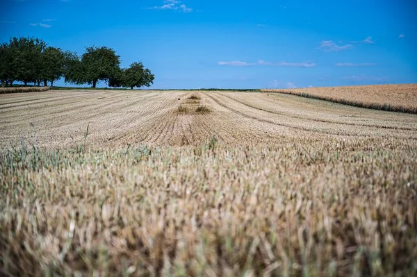 Шипи Пшениці Ростуть Великому Полі Деревами — стокове фото