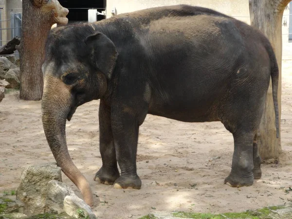 Černý Rozkošný Slon Stojící Písku Zoo — Stock fotografie