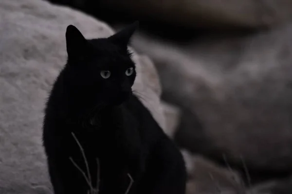 Primer Plano Gato Negro Bajo Las Luces Con Rocas Fondo — Foto de Stock