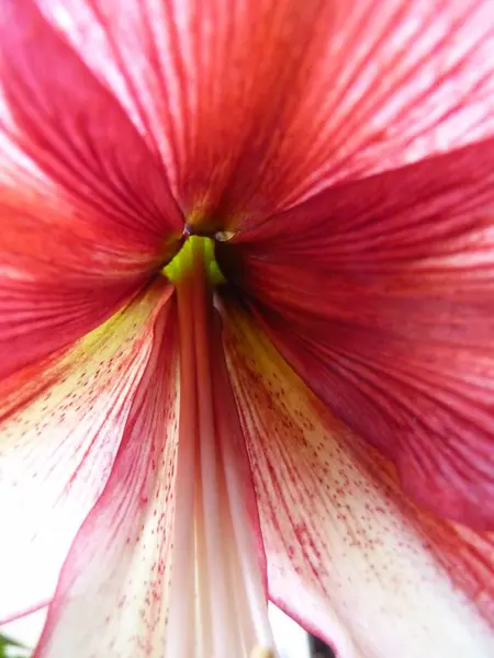 Bulanık Bir Arkaplanda Pembe Bir Güney Afrika Amaryllis Inin Güzel — Stok fotoğraf