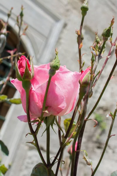 Plano Vertical Una Rosa Rosada Brotes Bajo Luz Del Sol — Foto de Stock