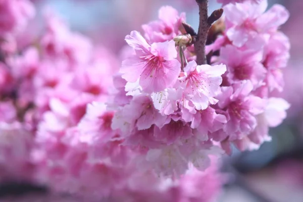 Een Close Shot Van Bloeiende Roze Kersenbloesem Bloemen Overdag — Stockfoto