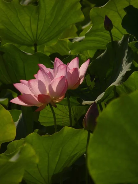 Vertical Shot Blooming Pink Lotus Flowers Greenery Daytime — Stock Photo, Image