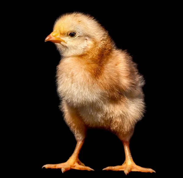 黒の背景に隔離された赤ん坊の鶏のクローズアップショット — ストック写真