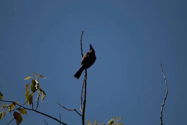 Primo Piano Uccello Seduto Ramo Albero — Foto Stock