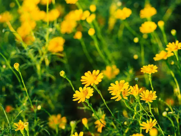 Zbliżenie Ujęcie Pięknych Żółtych Kwiatów Rumianku Polu — Zdjęcie stockowe