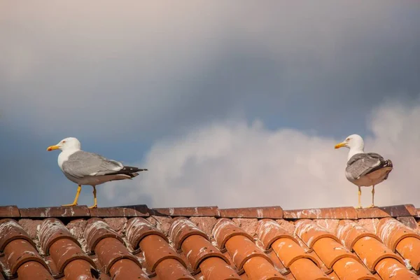 Two European Herring Gulls Standing Roof Cloudy Sky Daytime — Stock Photo, Image