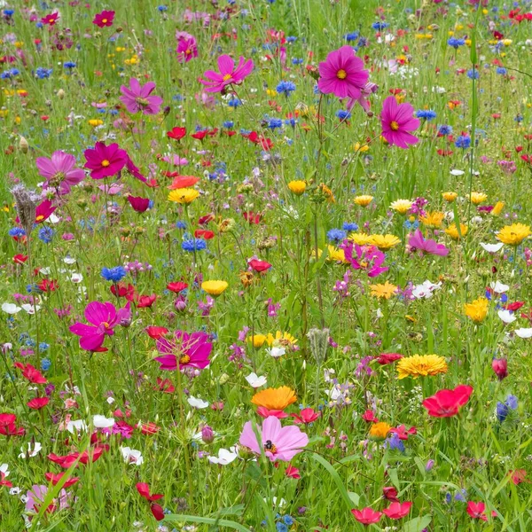 Niesamowite Ujęcie Zielonego Pola Mnóstwem Kolorowych Kwiatów — Zdjęcie stockowe