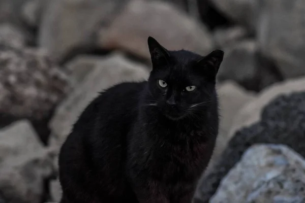 Close Gato Preto Sob Luzes Com Pedras Fundo Embaçado — Fotografia de Stock