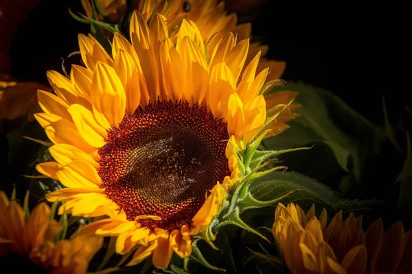 Primer Plano Los Hermosos Girasoles Capturados Bajo Los Rayos Del — Foto de Stock