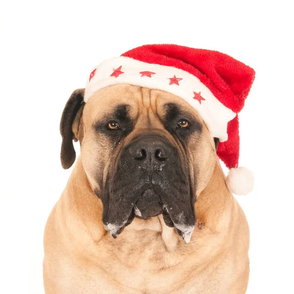 Tiro Perto Cão Boerboel Usando Chapéu Natal Olhando Para Câmera — Fotografia de Stock