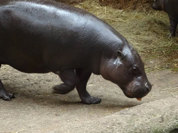 Olbrzymi Hipopotam Spacerujący Ziemi Zoo — Zdjęcie stockowe