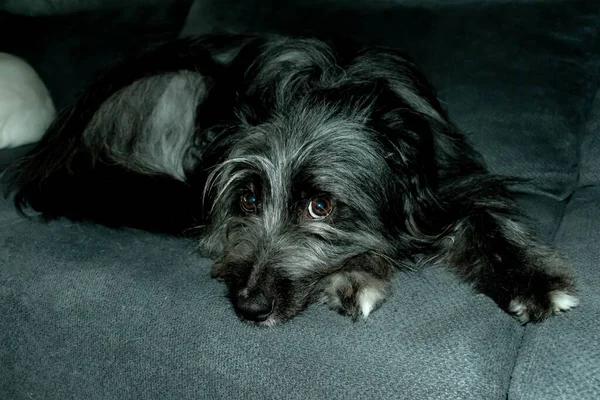 Ein Süßer Schwarzer Tibet Terrier Hund Sitzt Auf Der Couch — Stockfoto