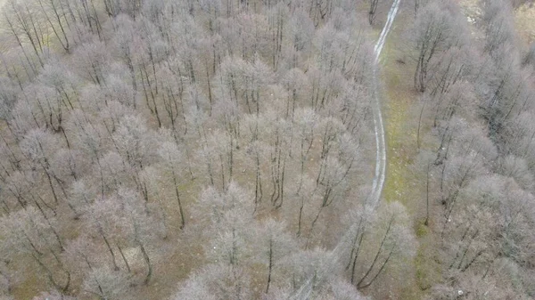Kuru Ağaçlarla Dolu Bir Manzaranın Gündüz Görüntüsü Arka Plan Için — Stok fotoğraf