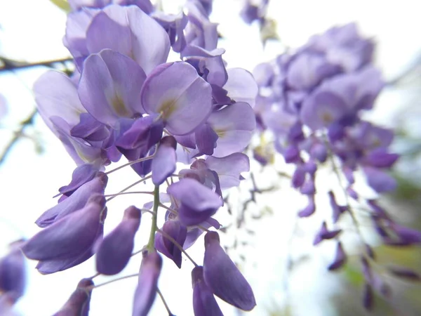 紫色のブドウの枝の選択的な焦点ショット — ストック写真
