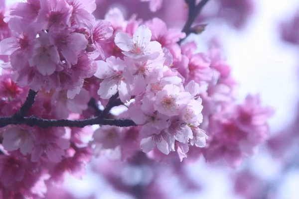 Closeup Shot Blooming Pink Cherry Blossom Flowers Daytime — Stock Photo, Image