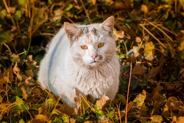 Chat Avec Une Fourrure Blanche Grise Assis Parmi Les Herbes — Photo