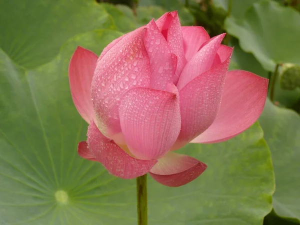 Közelkép Egy Gyönyörű Rózsaszín Lótuszról Nyári Szellőben — Stock Fotó
