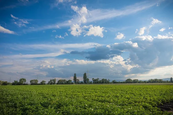 青空と太陽の光の下 緑に覆われた畑の風景 — ストック写真