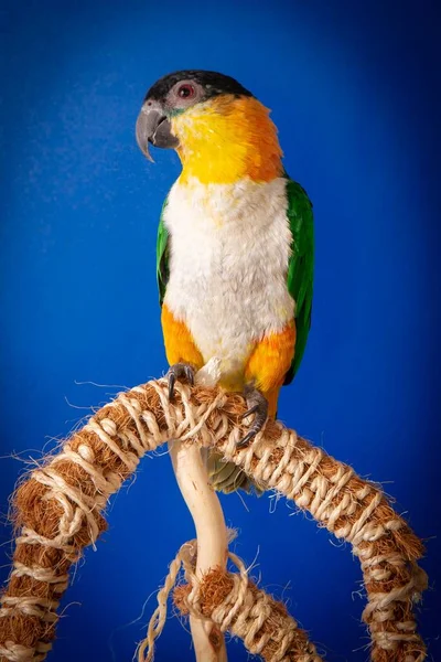 Primer Plano Pájaro Caique Sobre Una Rama Fondo Azul — Foto de Stock