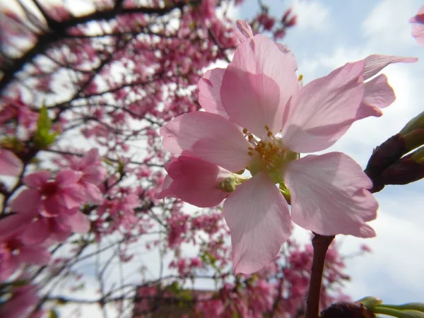 Gros Plan Fleurs Cerisier — Photo