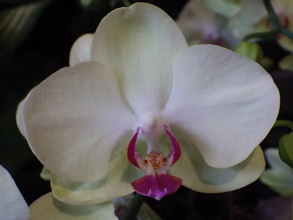 Tiro Close Umas Flores Bonitas Orchid — Fotografia de Stock
