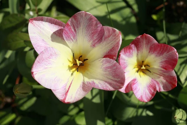 Twee Witte Roze Tulipa Humilis Bloemen — Stockfoto