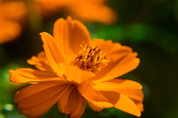 Макро Снимок Цветущего Цветка Оранжевого Космоса — стоковое фото