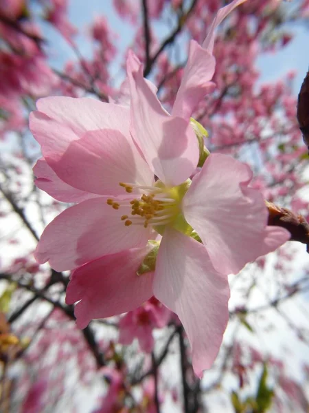 Plan Vertical Fleurs Cerisier Rose Fleurs Jour — Photo