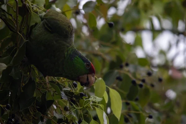 Loro Verde Comiendo Bayas Una Rama Árbol — Foto de Stock