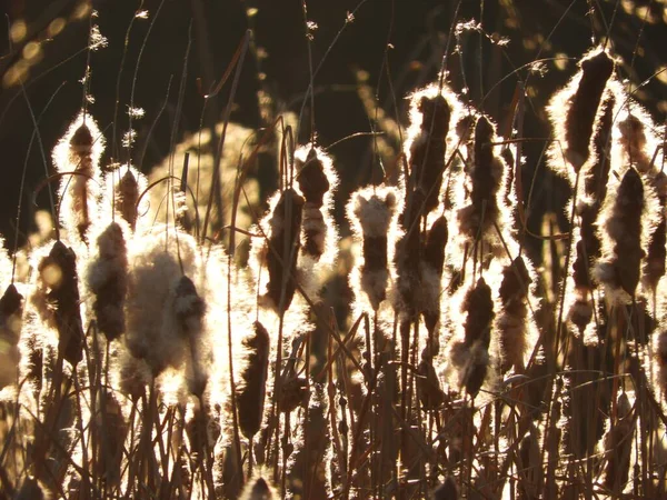 Eine Nahaufnahme Von Wachsenden Pflanzen Hinter Einem Zaun Sonnenlicht — Stockfoto