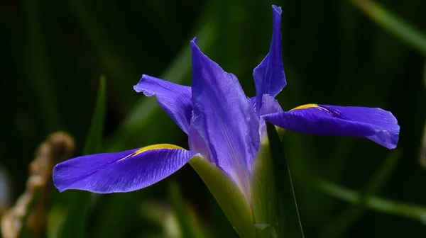 Eine Nahaufnahme Einer Lila Irisblume Die Auf Dem Feld Wächst — Stockfoto