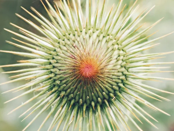 Egy Közeli Felvétel Egy Mimóza Növényről Homályos Háttérrel — Stock Fotó