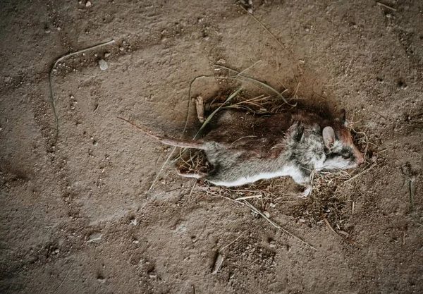 在灯光下 一只死老鼠躺在地上的高角图 — 图库照片
