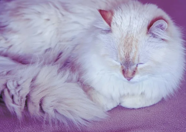 Egy Közelkép Egy Fehér Macska Alszik Egy Lila Szőnyegen Fények — Stock Fotó