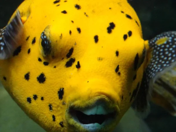 Peixe Amarelo Arothron Citrinellus Nadando Água — Fotografia de Stock