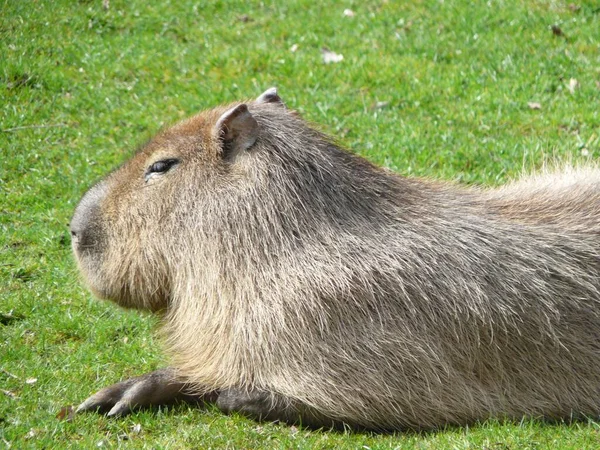 Futerkowy Brązowy Capybara Zwierzę Leżące Trawie Zoo — Zdjęcie stockowe