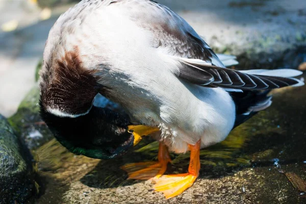 Närbild Vacker Gräsänder Sjö — Stockfoto