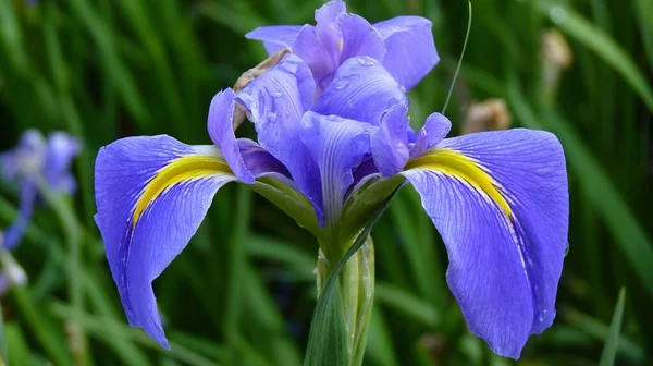 Closeup Shot Purple Iris Flower Growing Field — Stock Photo, Image