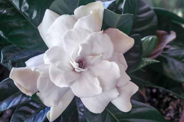 Piękna Szeroko Otwarta Biała Róża Liśćmi Idealna Tło — Zdjęcie stockowe