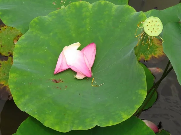 Horizontal Shot Beautiful Pink Lotus Greenery Background — Stock Photo, Image
