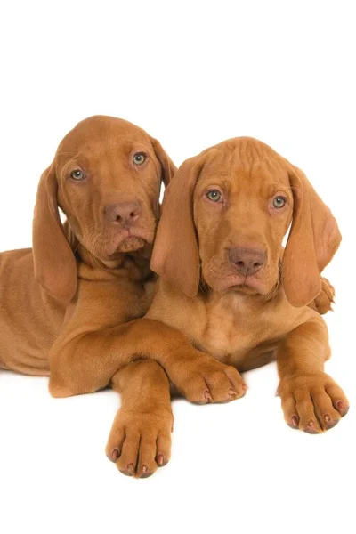 Due Simpatici Cuccioli Magyar Vizsla Marroni Che Abbracciano Una Superficie — Foto Stock