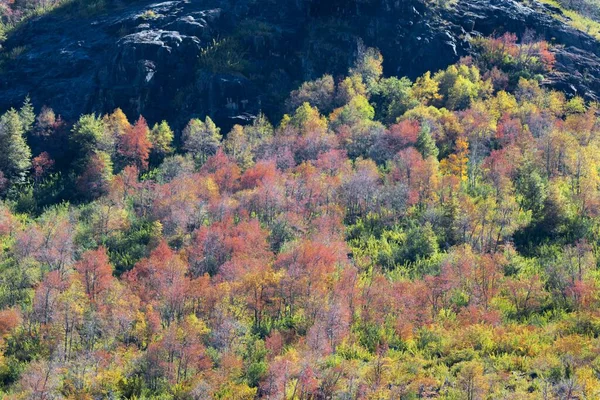 Ein Wald Mit Rotgelben Und Grünen Bäumen Herbst — Stockfoto