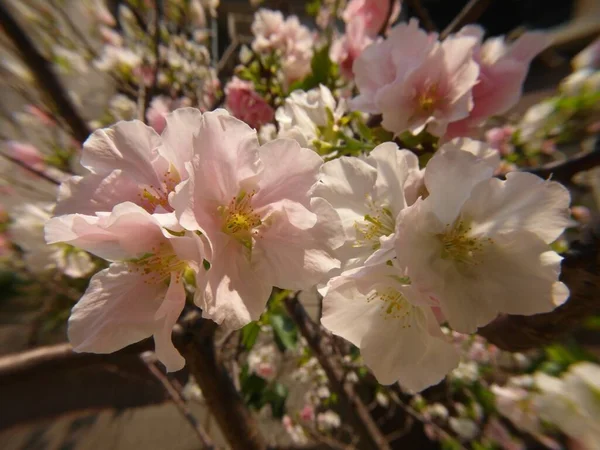 Gros Plan Fleurs Cerisier — Photo