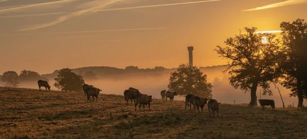 Plan Incroyable Une Terre Agricole Avec Des Vaches Sur Fond — Photo