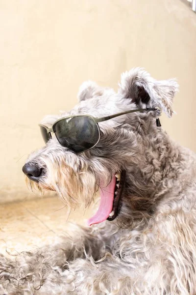 Vertical Shot Funny Miniature Schnauzer Sunglasses Open Mouth Lights — Stock Photo, Image