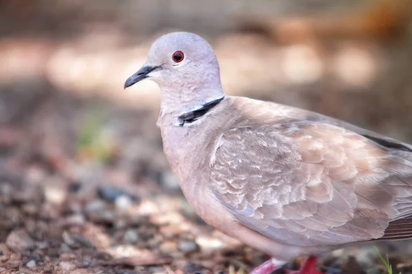Selective Focus Shot White Pigeon Red Eyes Standing Gravel Covered — Stock Photo, Image