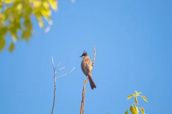 Zbliżenie Ujęcia Ptaka Siedzącego Gałęzi Drzewa — Zdjęcie stockowe